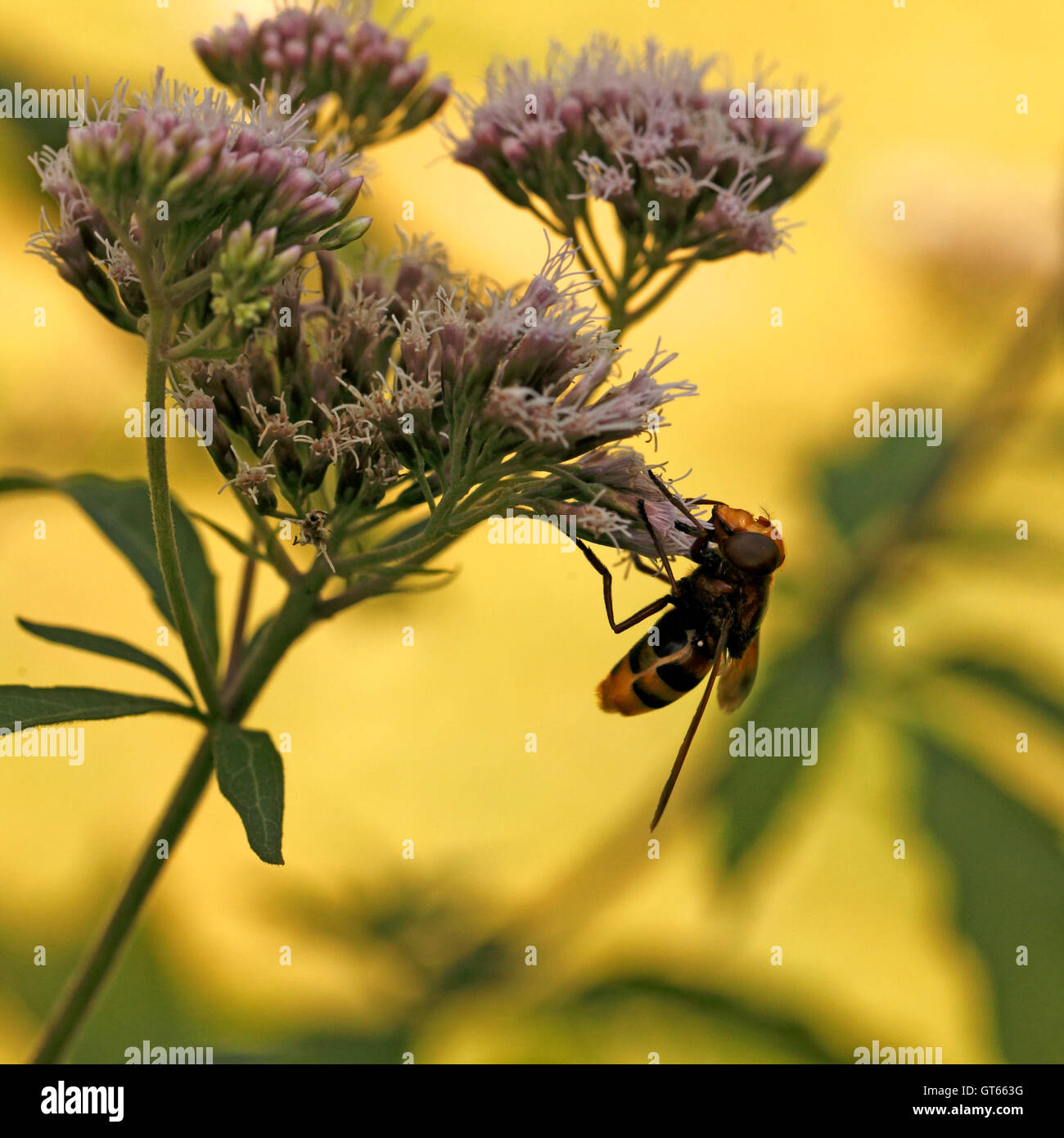 Macho, Eristalis arbustorum Hoverfly, Syrphidae, Diptera. Perfil. Foto de stock