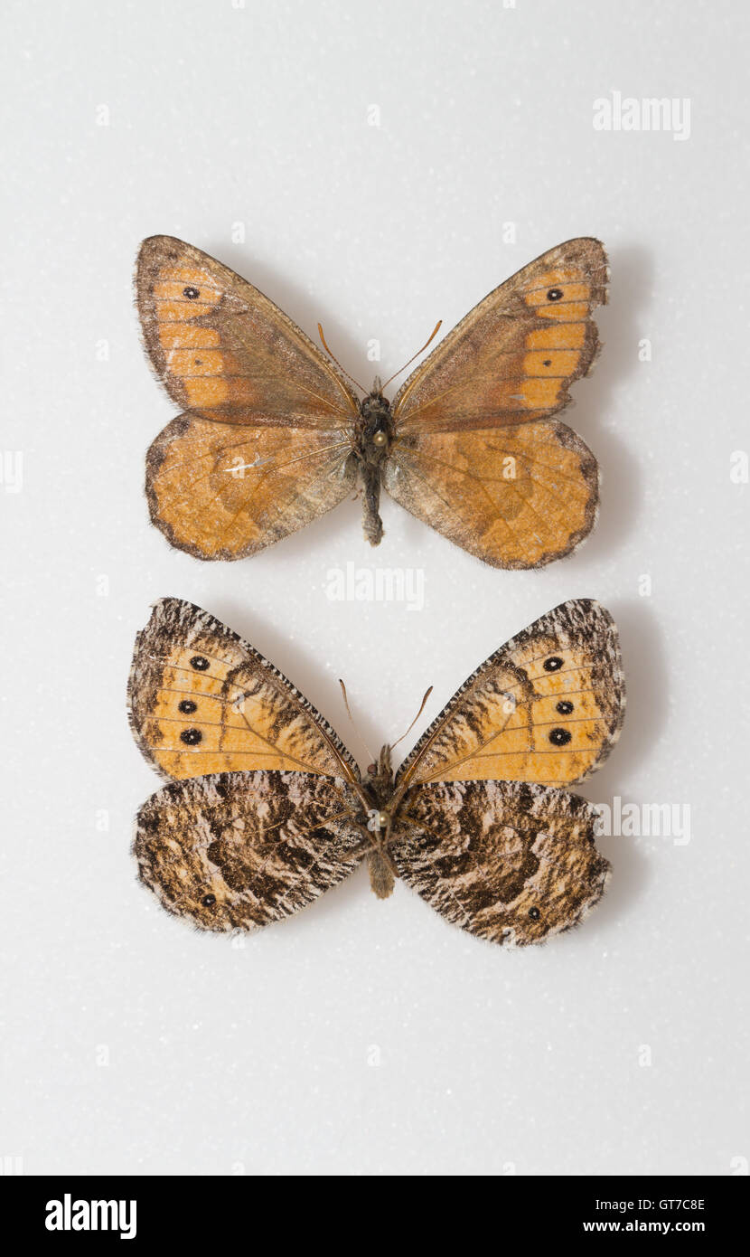 Un par de anclados y propagación Chryxus Ártica Oeneis chryxus (mariposas) en una colección de insectos que muestra vistas dorsal y ventral Foto de stock