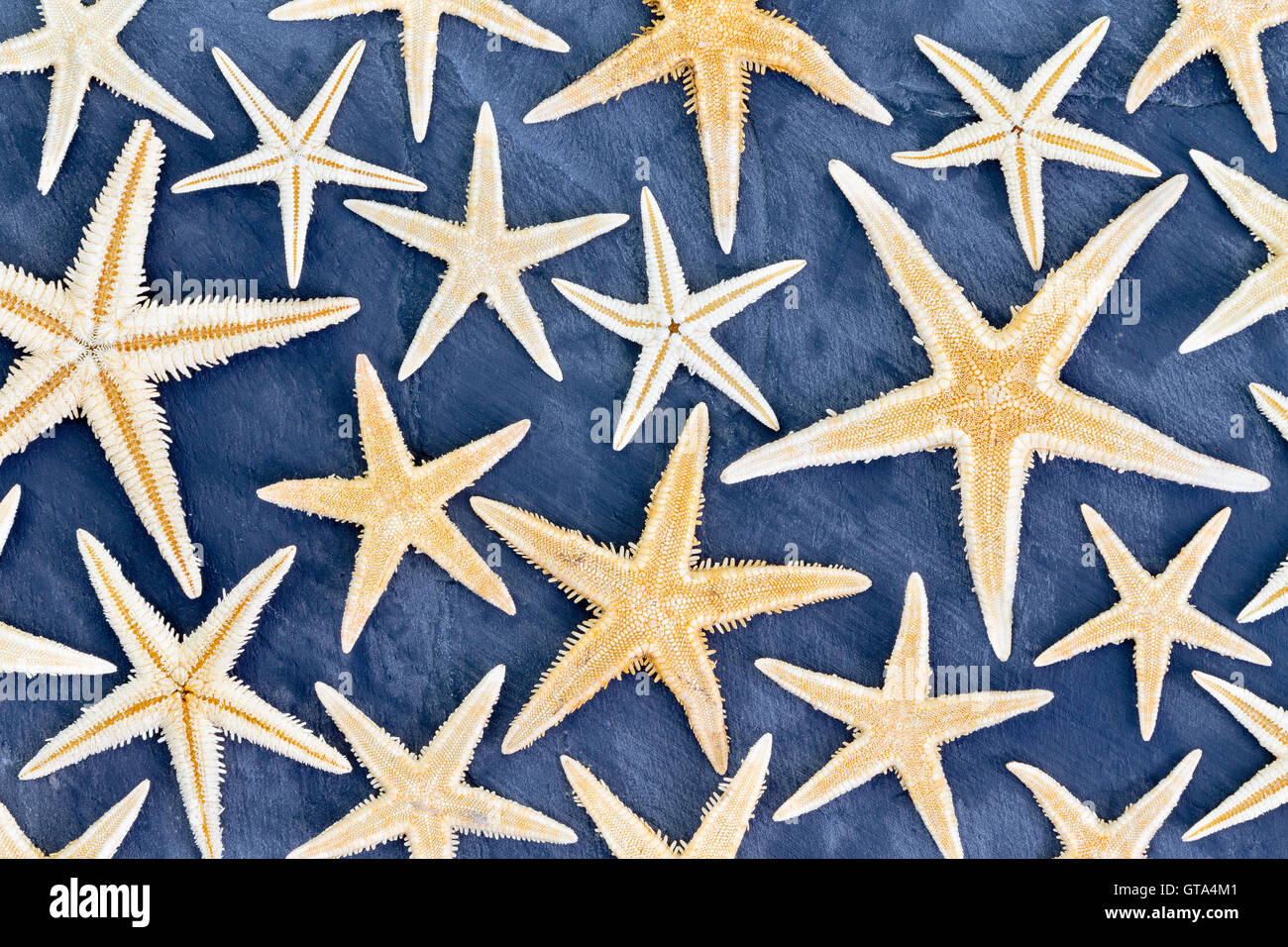 Vista superior de la trama de fondo de fotograma completo de secado starfish en diversos tamaños sobre fondo azul para ir a la playa o al océano vida t Foto de stock