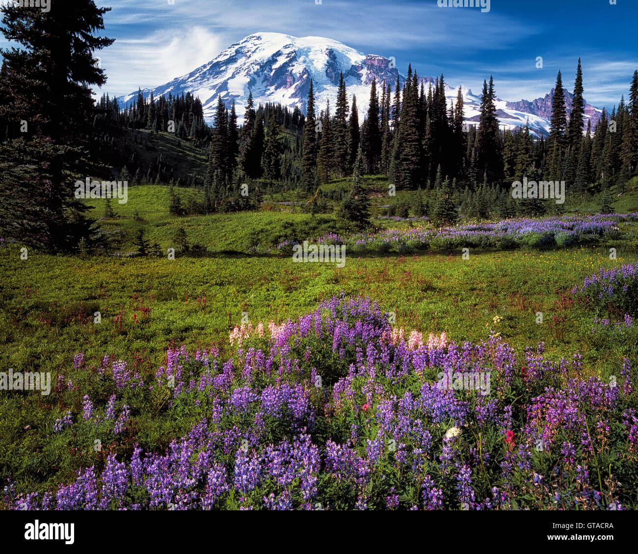 Washington, el pico más alto, el Monte Rainier se eleva por encima de verano flores silvestres que florecen a lo largo de Mazama Ridge en Mt Rainier National Park. Foto de stock