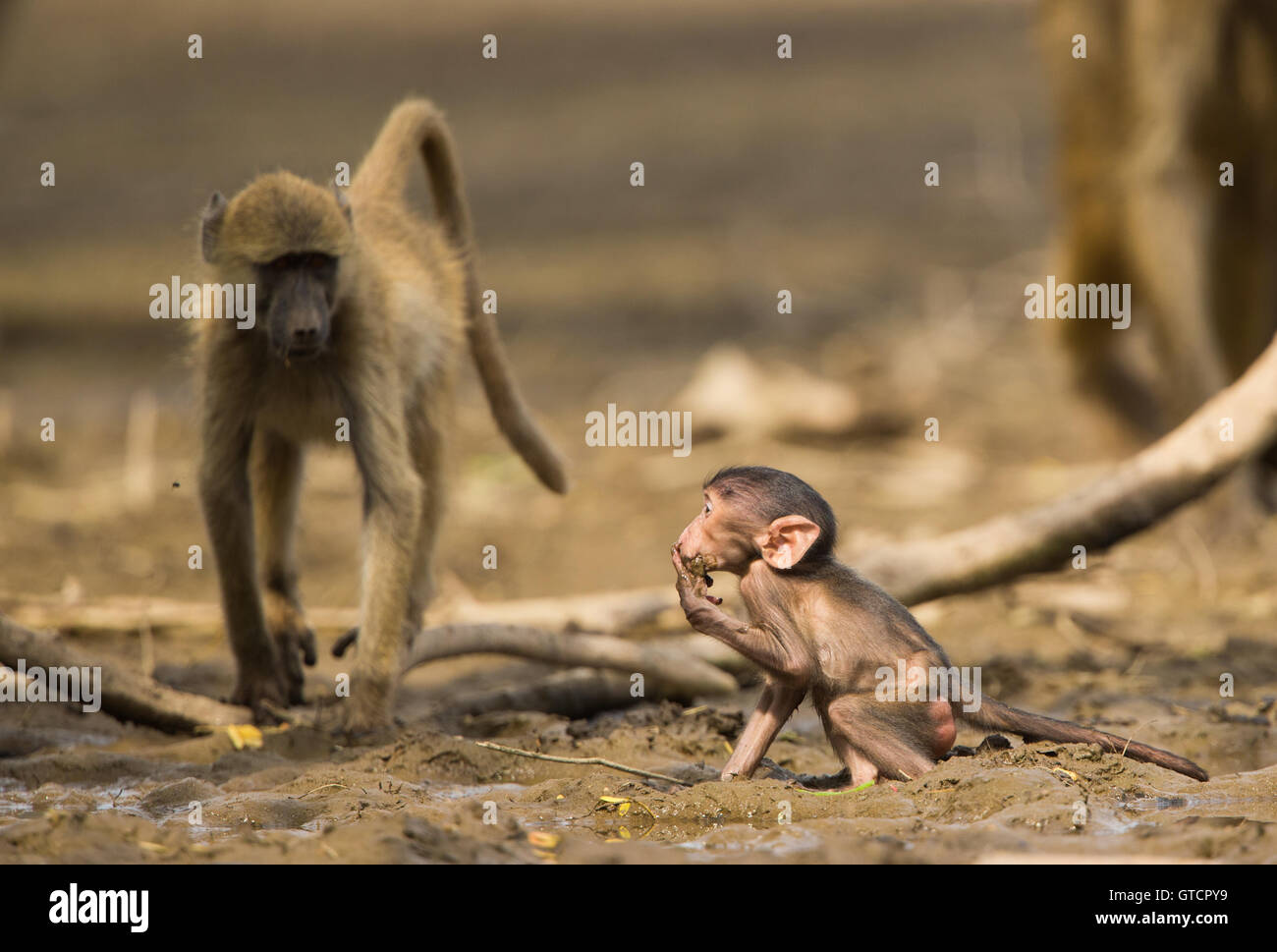 Bebé Chacma Baboon (Papio ursinus) de pie en el barro de beber mientras la madre permanece cerca Foto de stock