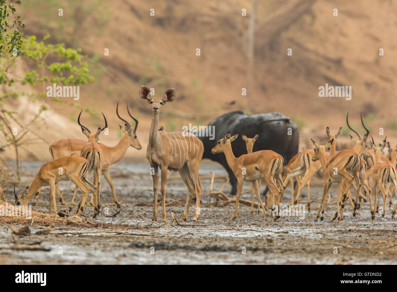 Hembra Kudu Mayor (Tragelaphus strepsiceros) en medio del rebaño de Impala (Aepyceros melampus), el búfalo africano (Syncerus caffer) i Foto de stock