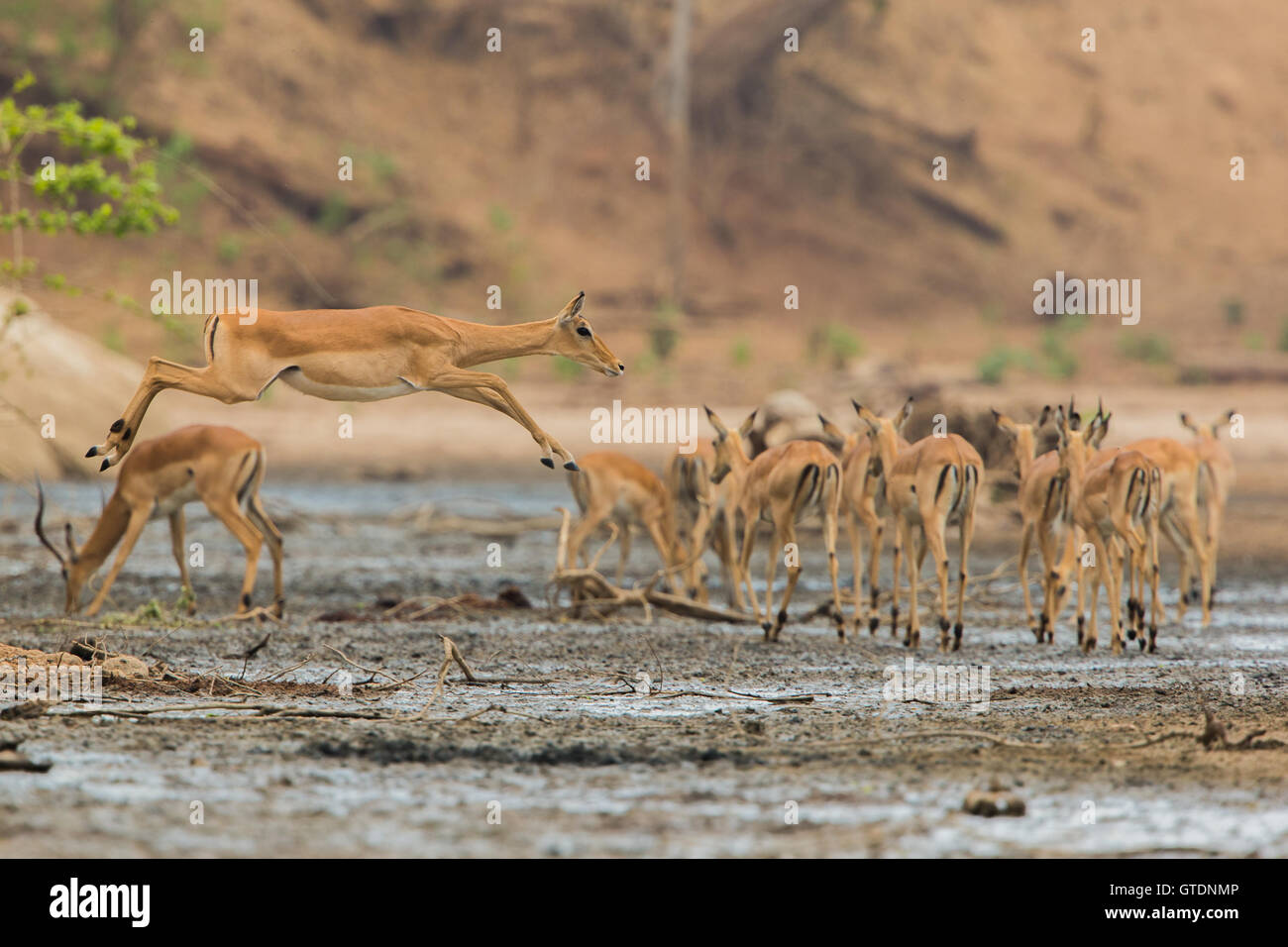 El Impala (Aepyceros melampus femenino) Saltar a través de barro Foto de stock