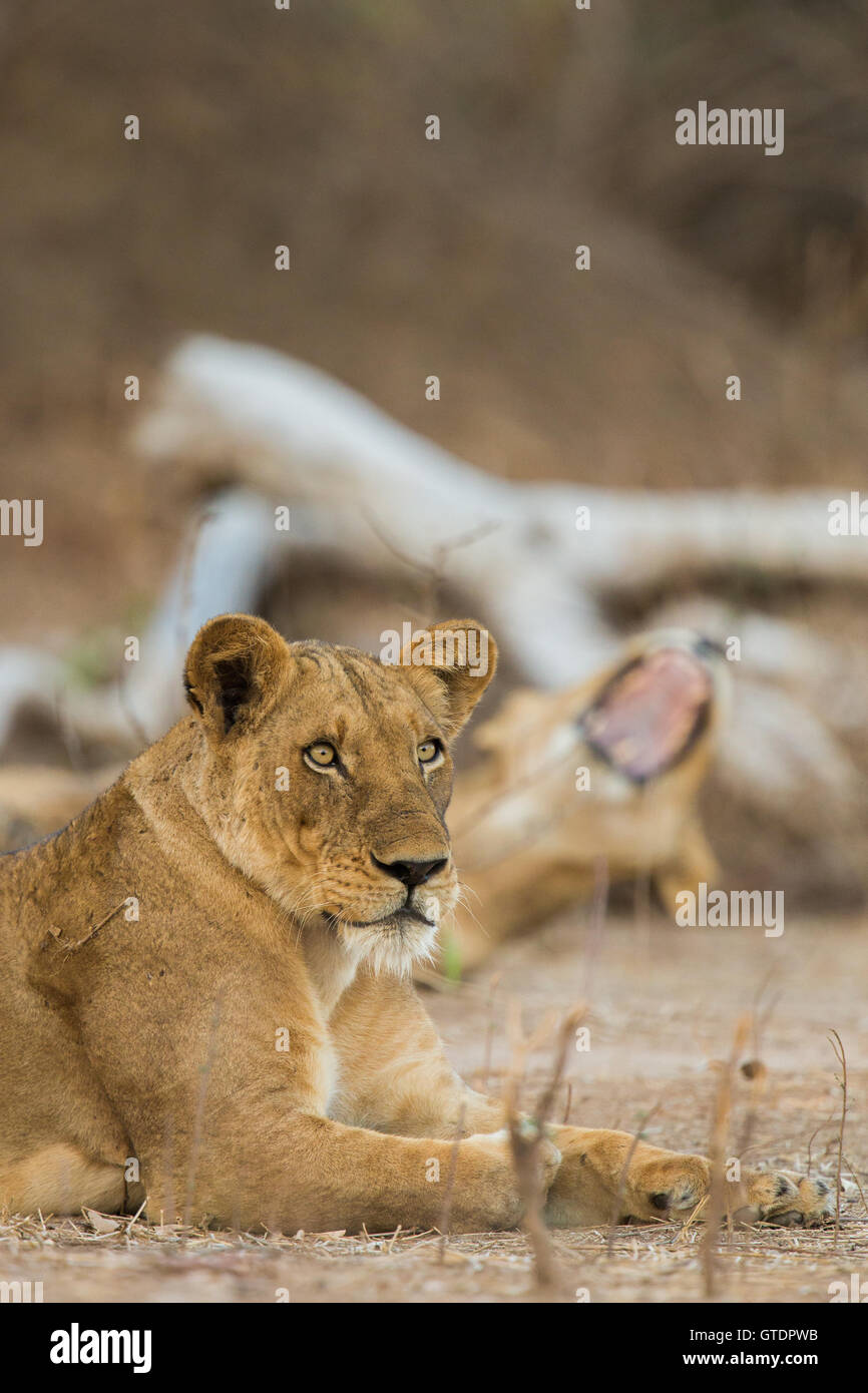 Dos mujeres de león (Panthera leo) perfil Foto de stock