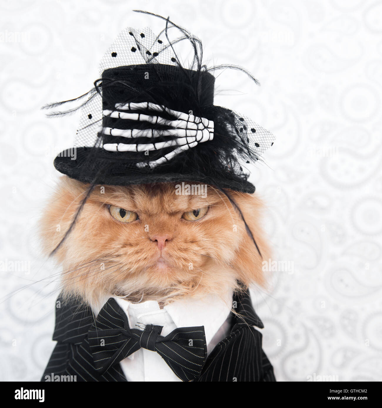 Gato persa con disfraz de Halloween mirando a la cámara Fotografía de stock  - Alamy