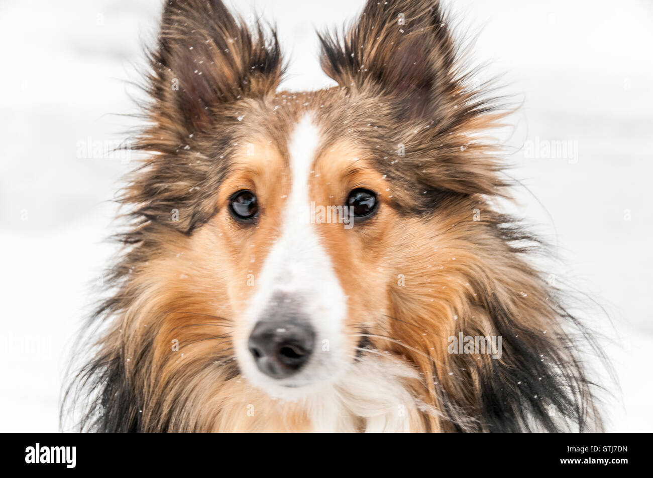 Perro de tres colores fotografías e imágenes de alta resolución - Alamy