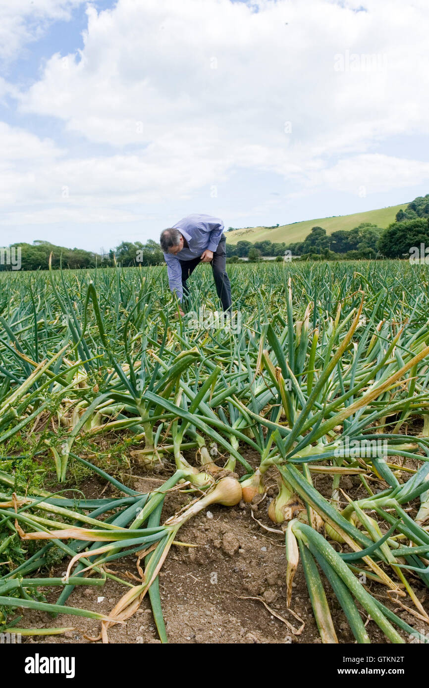 Hombre cosechando cebollas en campo de cebolla Foto de stock