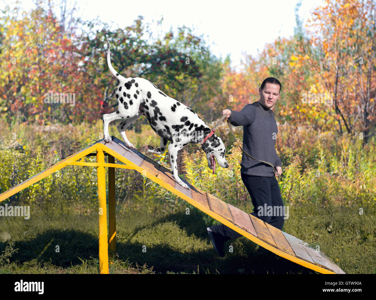 Perro dálmata con el hombre controlador en la naturaleza en el entrenamiento  es saltar a través de una barrera en forma de diapositivas - pequeño DoF  Fotografía de stock - Alamy