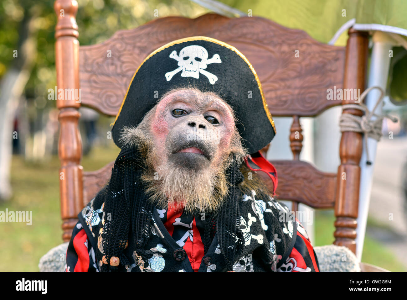 Poco de mono, vestido con traje de pirata se sienta en una silla Foto de stock