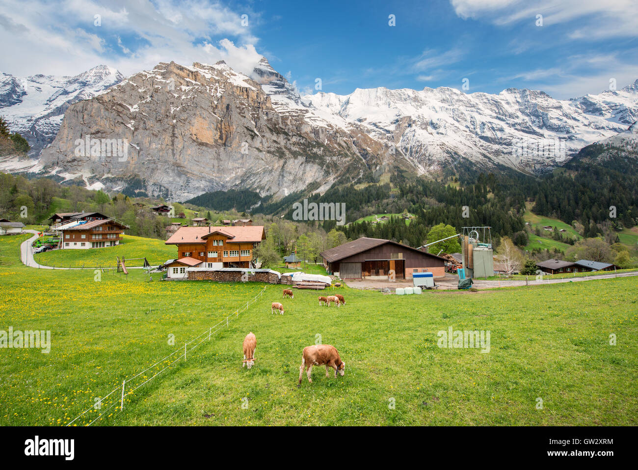 La Vaca y el caserío con alpes suizos de montaña de nieve en el fondo en Grindelwald, Suiza.Ganadería, Agricultura en Suiza. Foto de stock