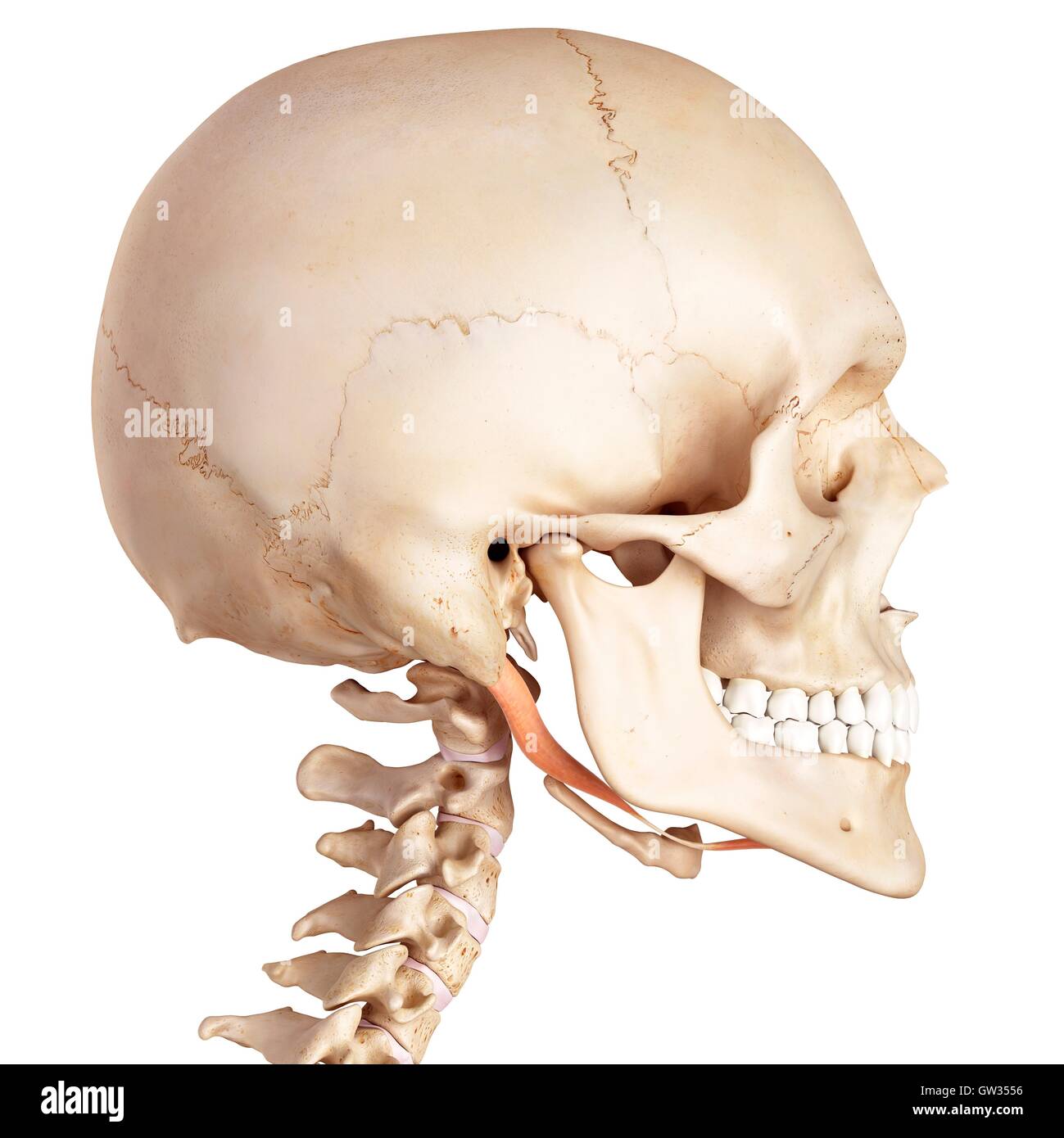 Músculo de la mandíbula fotografías e imágenes de alta resolución
