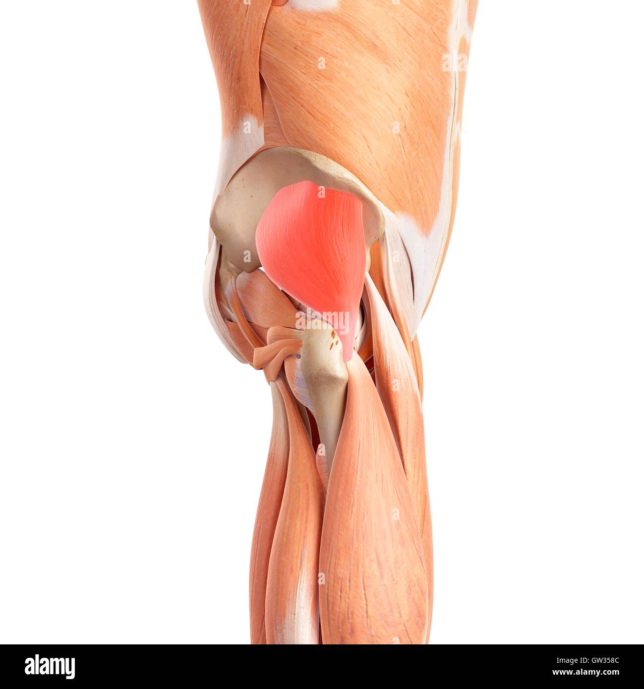 Nalga humana músculos, ilustración Fotografía de stock - Alamy