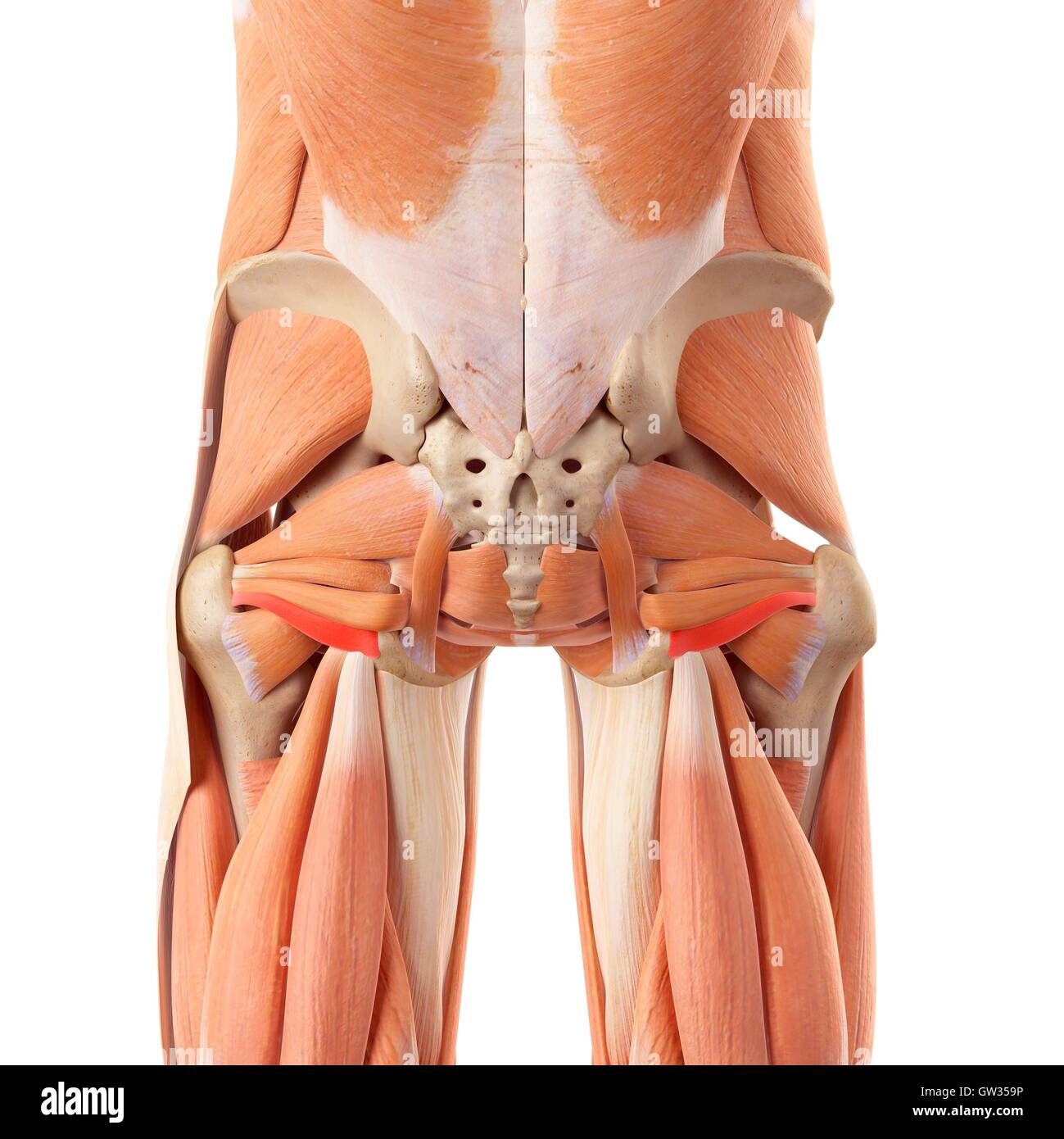 Nalga humana músculos, ilustración Fotografía de stock - Alamy