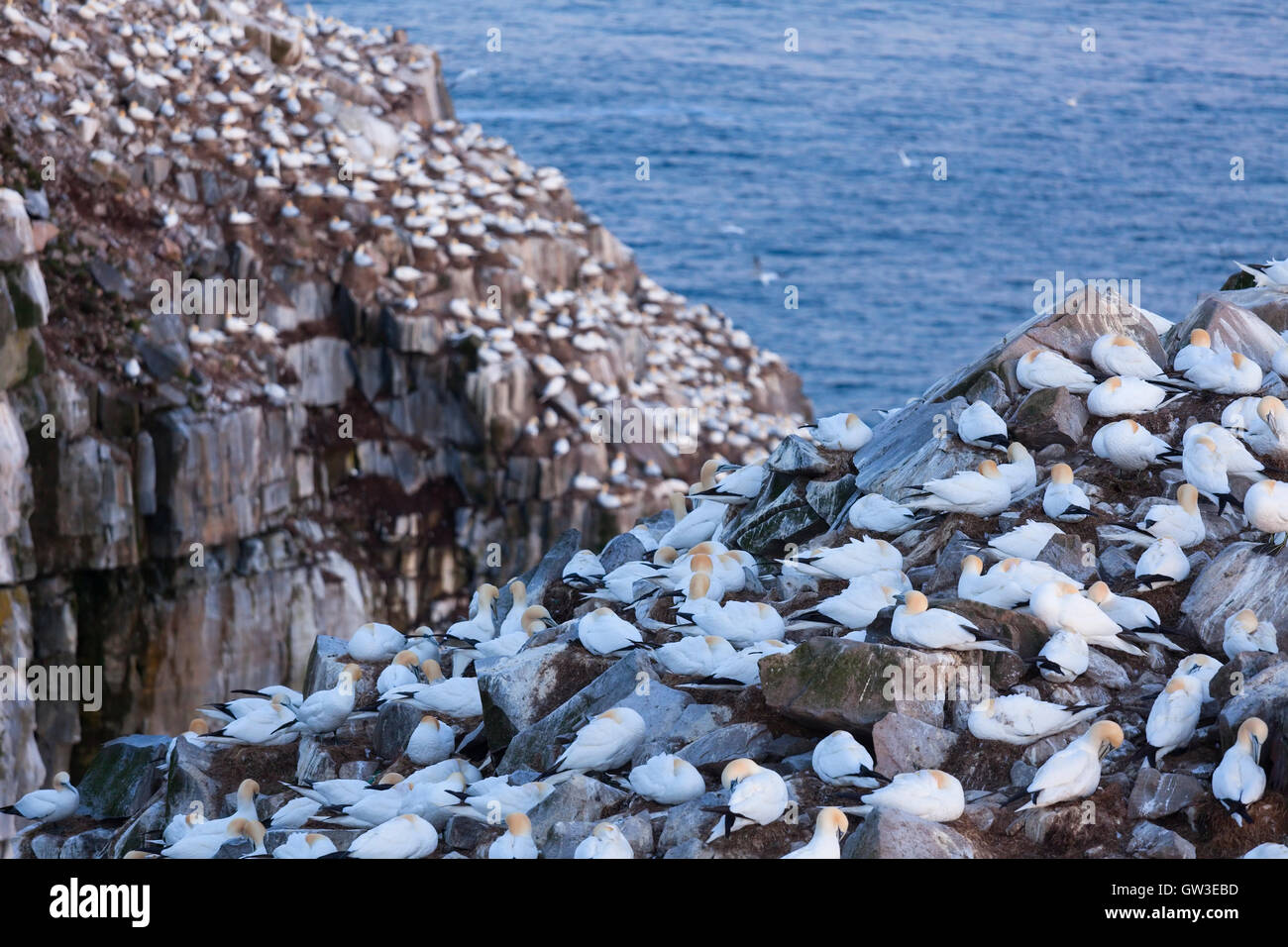 Alcatraces (Morus bassanus) encaramado en terrenos rocosos. El Cabo de Santa María en la Reserva Ecológica, Newfoundland, Canadá. Foto de stock