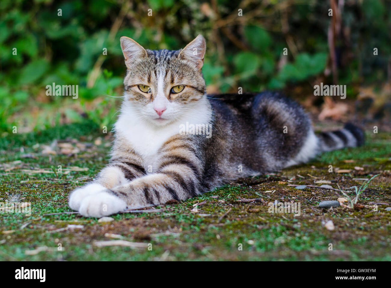 Purebred rayas hermoso gato tumbado sobre la hierba verde. Foto de stock