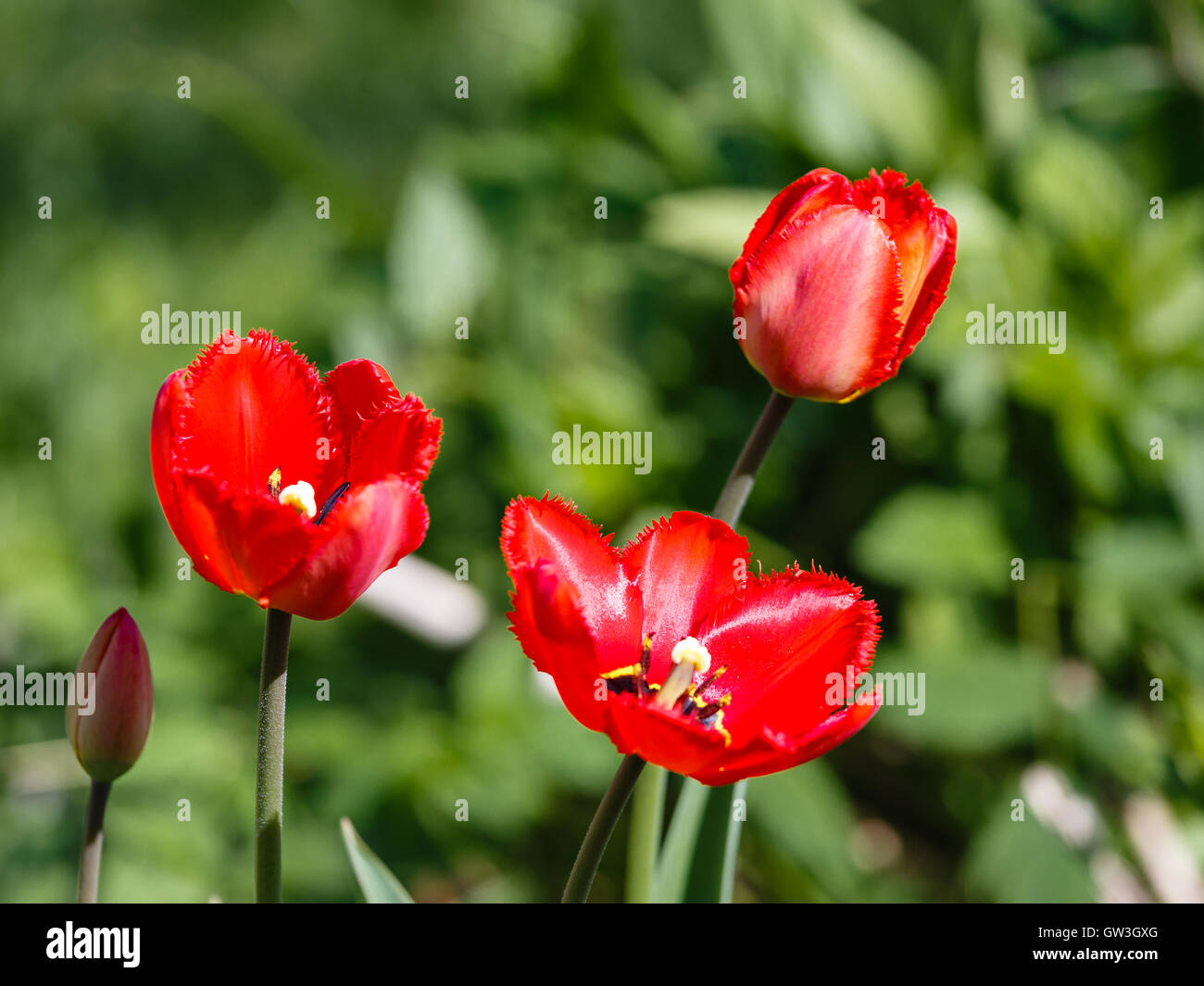 Florecido tulipanes rojos sobre fondo verde Foto de stock
