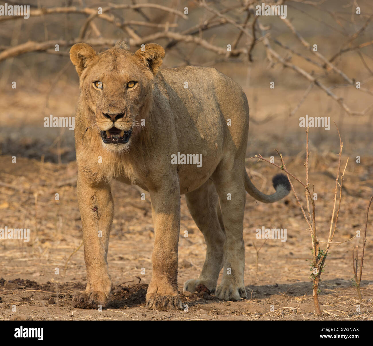 Sub-adulto macho león (Panthera leo) por un Eland común matar Foto de stock