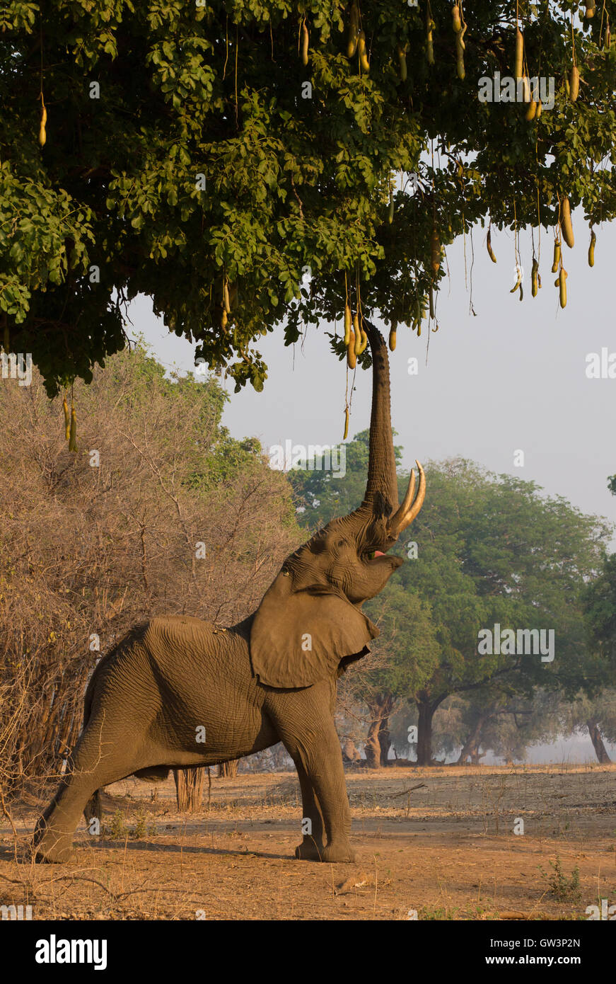 Bull del elefante africano (Loxodonta africana), alcanzando hasta el árbol de navegación, salchichas (Kigelia africana) Foto de stock