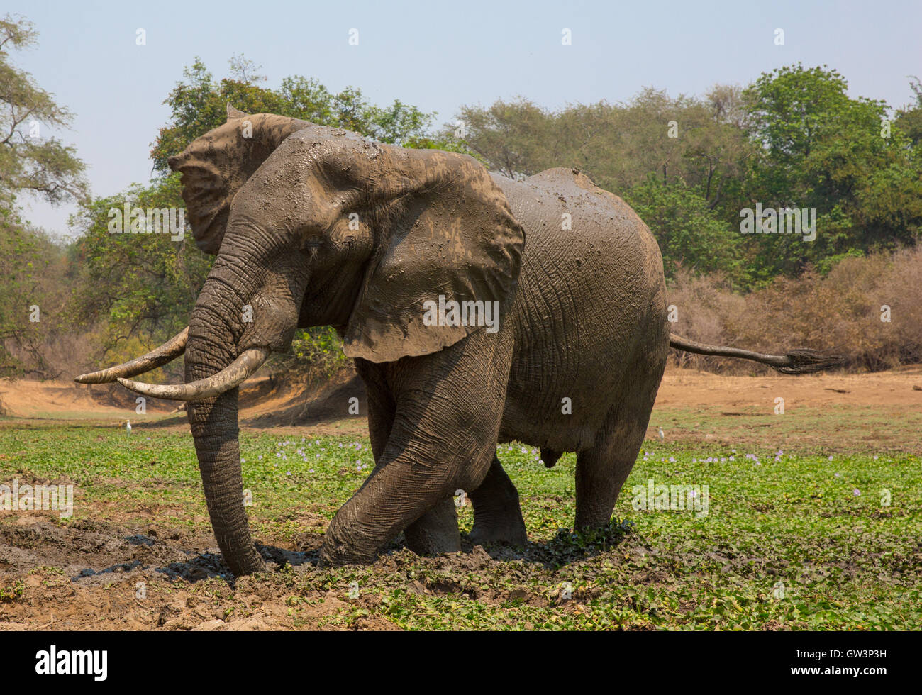 Bull del elefante africano (Loxodonta africana), tomar un baño de barro en el estanque con el jacinto de agua (Eicchornia crassipes) Foto de stock