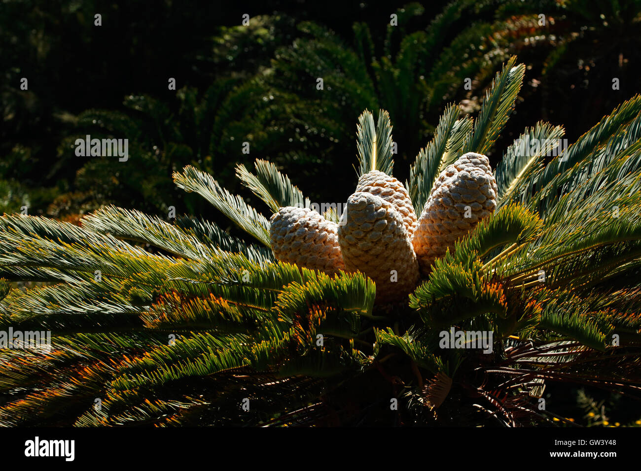 Hojas y conos de un raro de cícadas (Encephalartos spp.), Sudáfrica Foto de stock