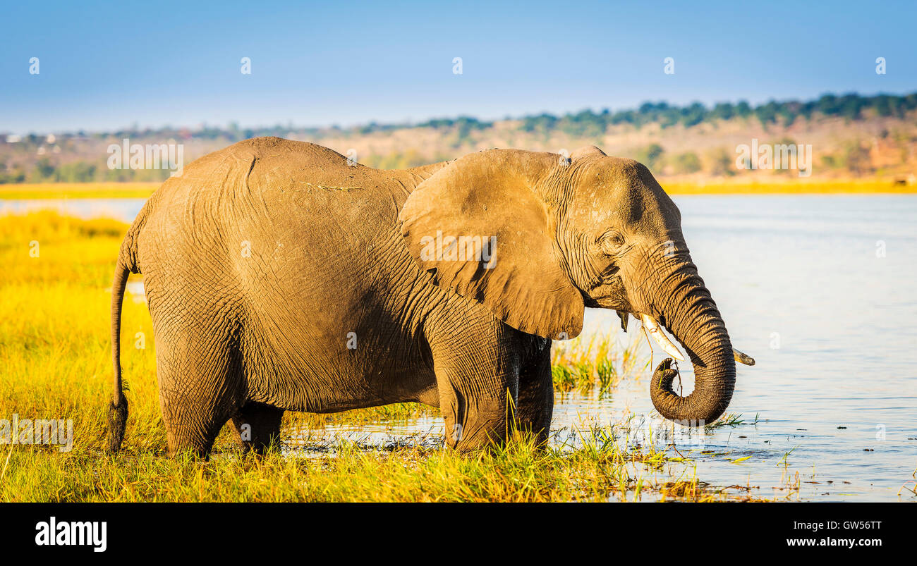 Elefantes en el Parque Nacional Chobe, Botswana, África Foto de stock