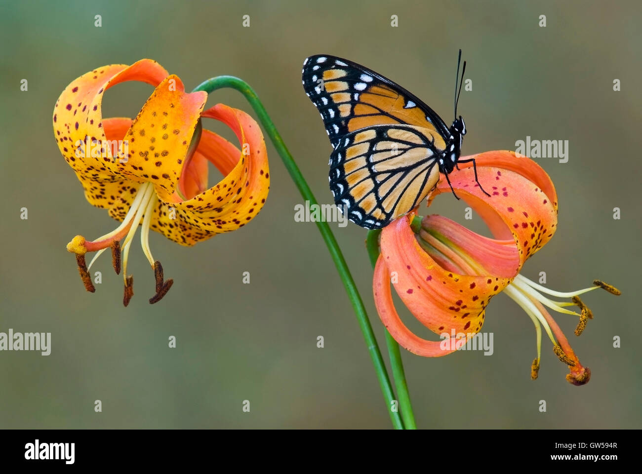 La mariposa virrey (Limenitis archippuson), American Tiger Lily Turk's Cap Lily, turbante, lirio (Lilium superbum), Este de los EE.UU. Foto de stock