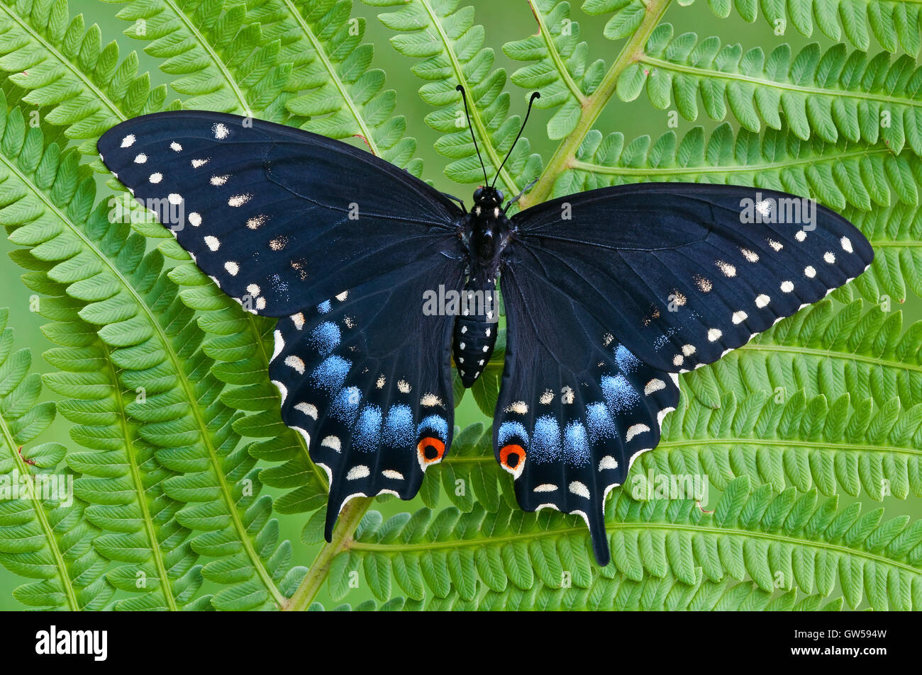 E. Especie Papilio polyxenes mariposas, hembra, descansando en el helecho, Este de los EE.UU. Foto de stock