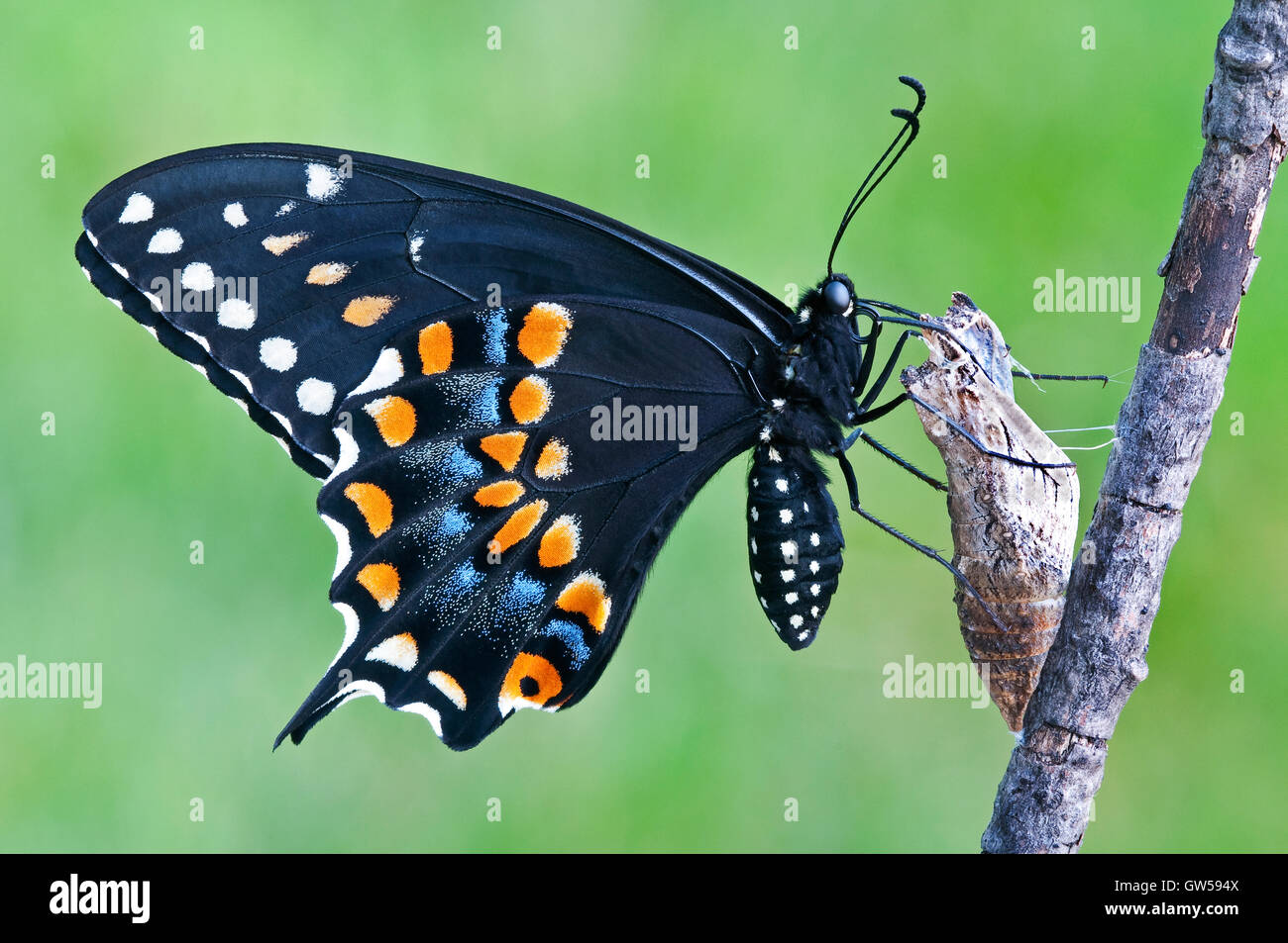 E. Mariposa Negro Papilio polyxenes, hembra, recién emergido de pupa, este de EE.UU., por Skip Moody/Dembinsky Photo Assoc Foto de stock