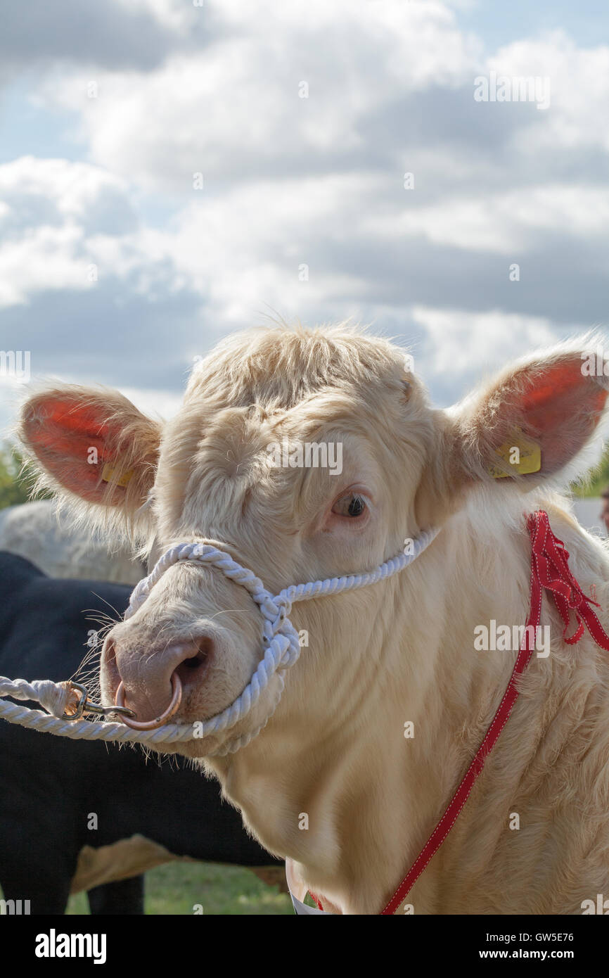 Charolais ganado (Bos sp. ) Retrato animal premiado. Raza cárnica continental. Aylsham Show agrícola. En Norfolk. Inglaterra. Foto de stock