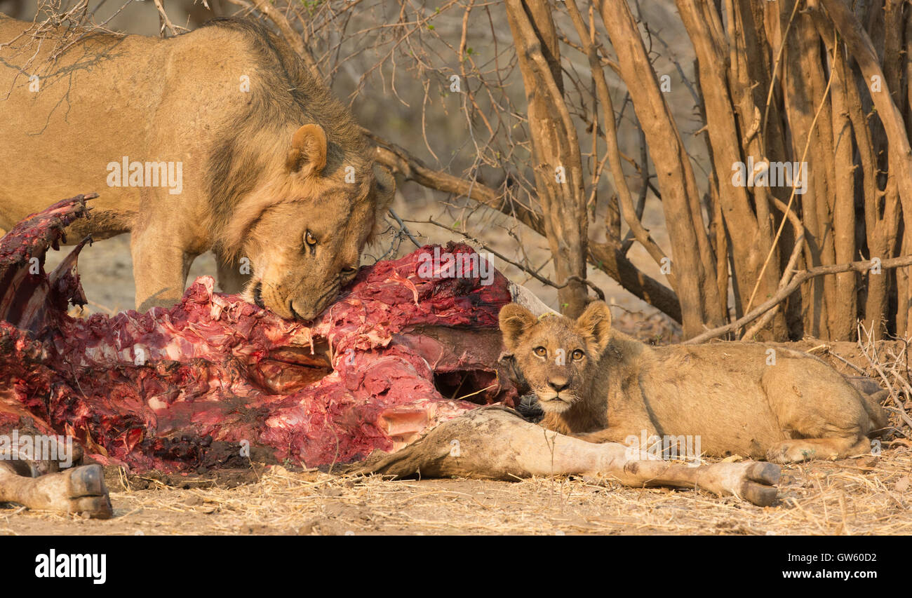 Macho joven león (Panthera leo) y cub alimentando un Eland común matar (Tragelaphus oryx) Foto de stock