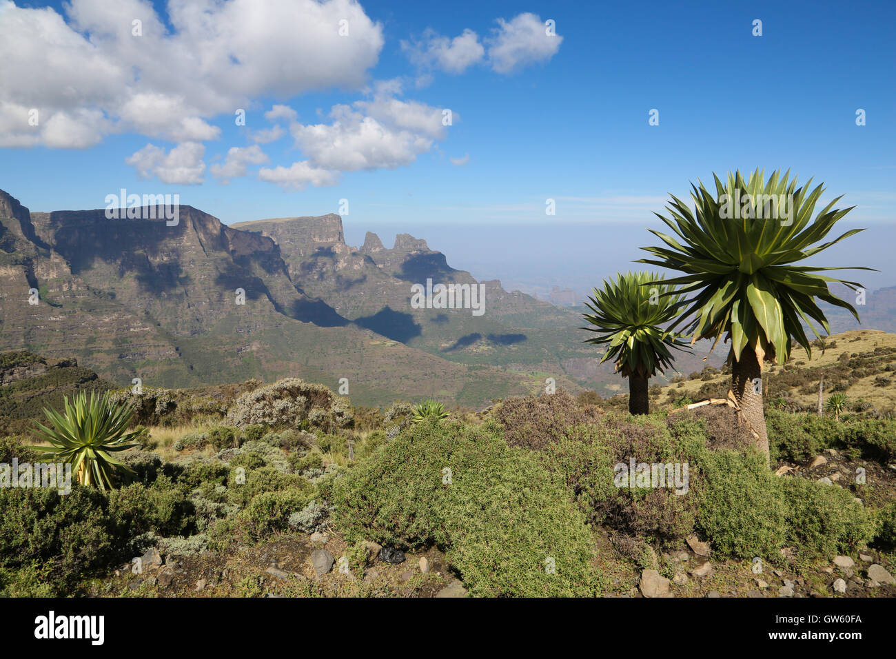 Semien Mountains view con gigante endémica Lobelia (Lobelia rhynchopetalum) en primer plano Foto de stock