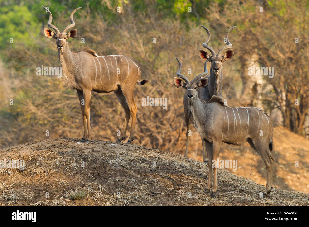 Toros Kudu mayor (Tragelaphus strepsiceros) de pie sobre termitero Foto de stock