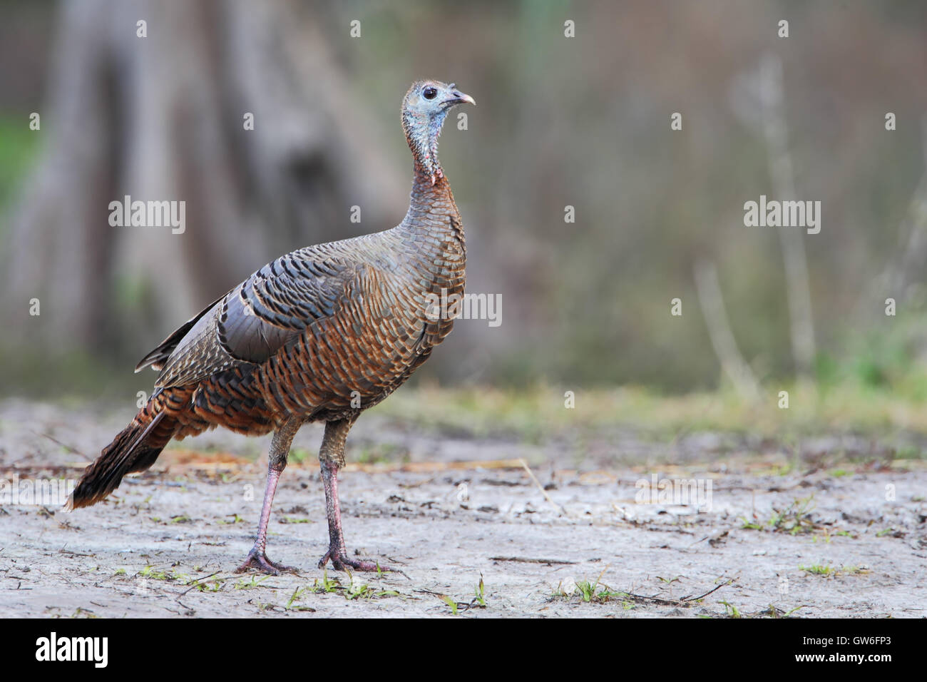 El guajolote silvestre (Meleagris gallopavo) hembra de pie, Kissimmee