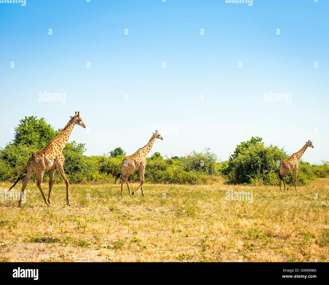 Manada de jirafas corriendo en las llanuras de África Foto de stock