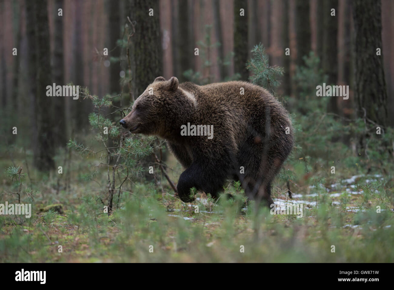 Oso Pardo europeo / Braunbaer ( Ursus arctos ), el joven animal, corriendo rápidamente a través de la espesura de un bosque de pinos. Foto de stock