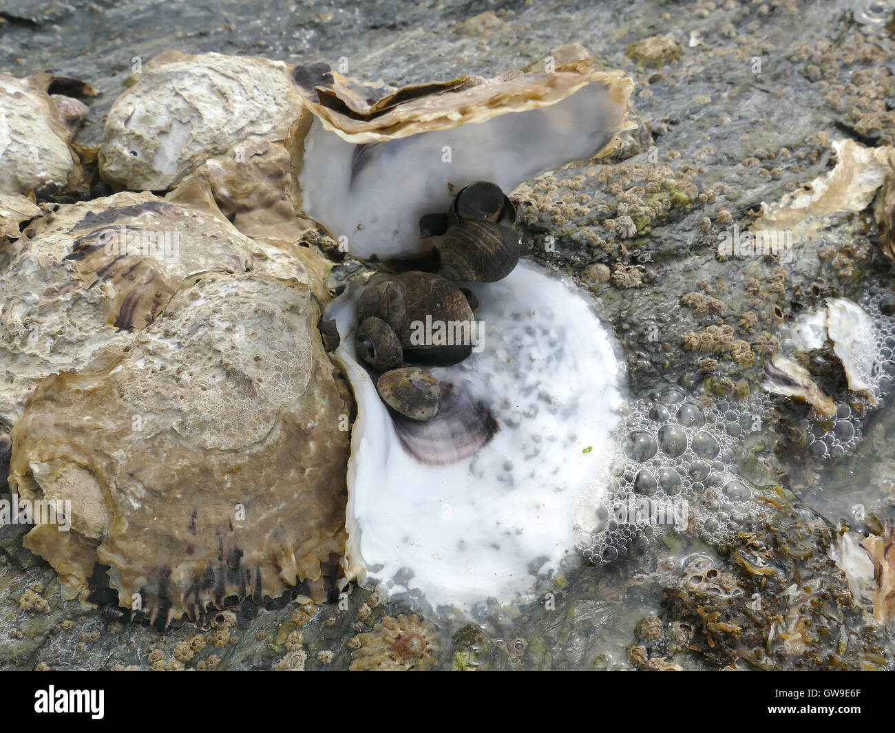 Abrir y cerrar las ostras y percebes de cerca en las rocas de la playa con marea baja. Foto de stock