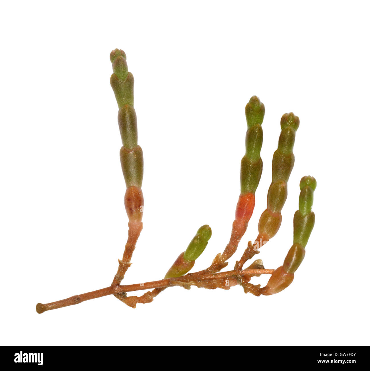 - Glasswort perenne Sarcocornia perennis Foto de stock