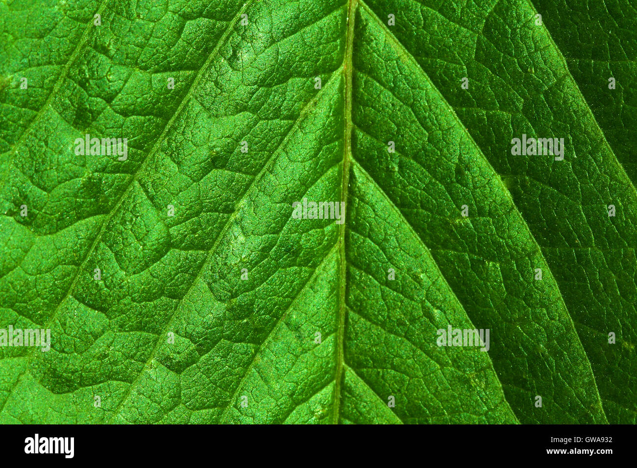 Naturaleza abstracta Ecological Green antecedentes: closeup macro de superficie foliar fresco con todos los detalles visibles. Foto de stock