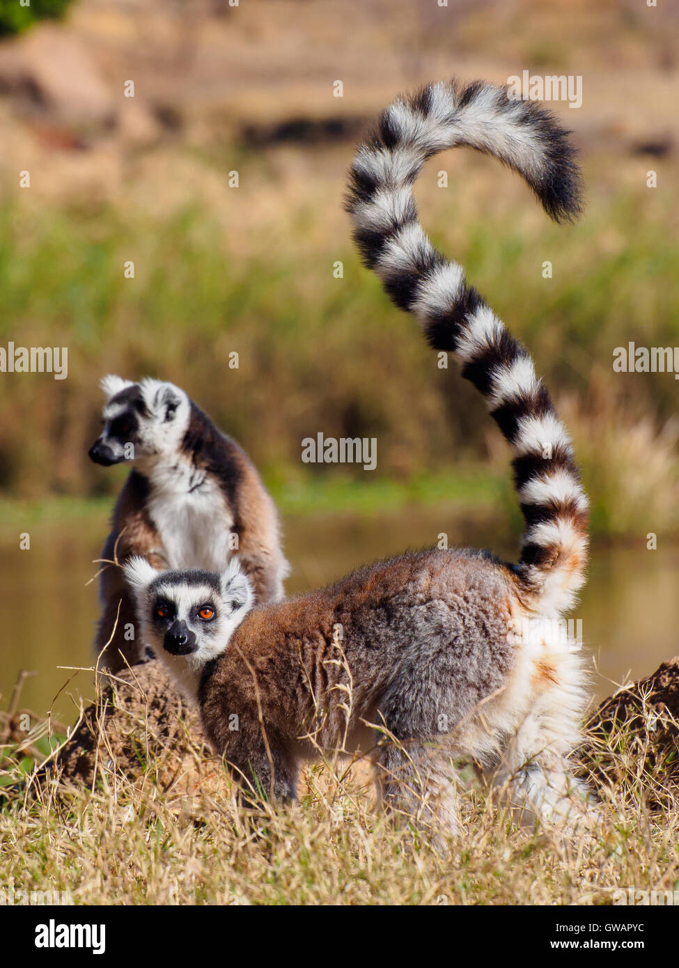 Lemur catta en Anja Park, Madagascar Foto de stock