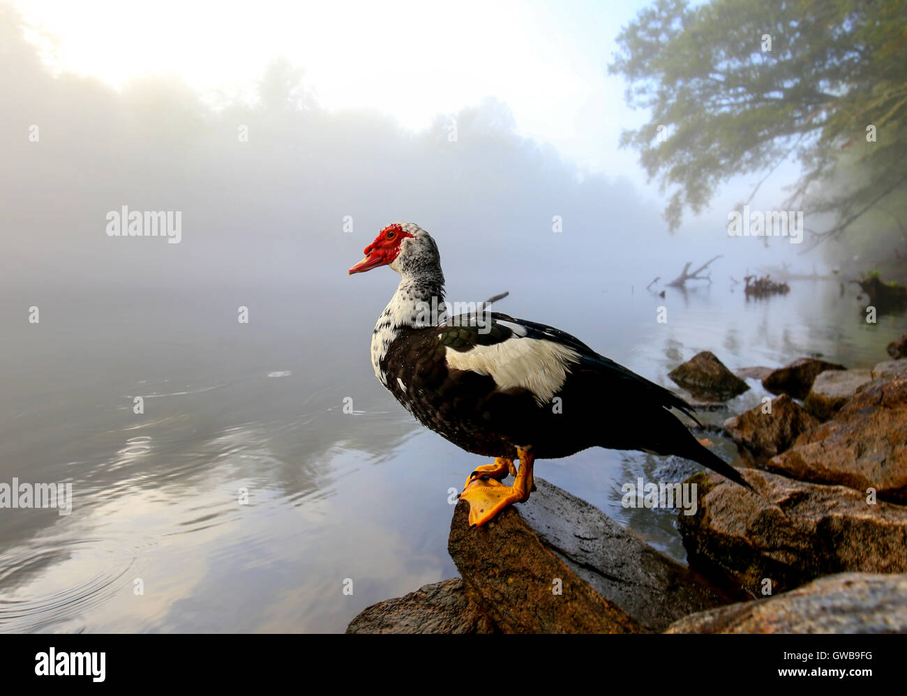 Wild Goose sentado sobre una roca en la orilla de un río mornign brumosa. Foto de stock