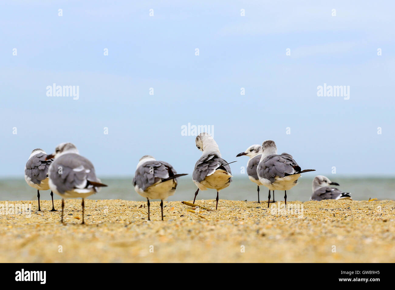 Seagull aves de pie en una playa de arena. Foto de stock