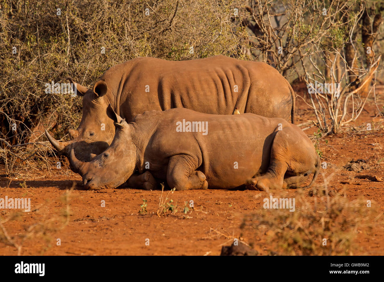 Cerca de dos adultos de rinoceronte blanco (Ceratotherium simum uno acostado en un matorral abierto tanto en el perfil Foto de stock