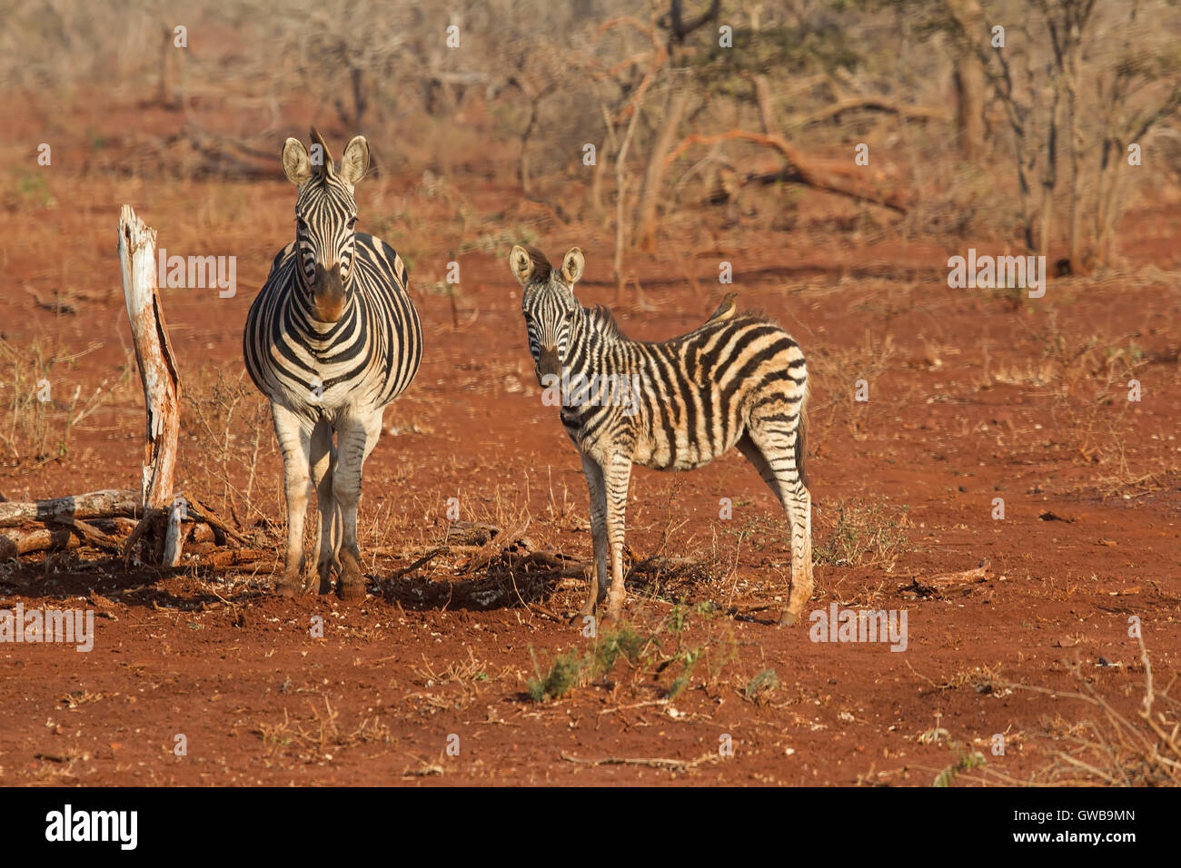 Juvenil y adulta zebra Equus burchellii / quagga de pie en el matorral en Sudáfrica Foto de stock