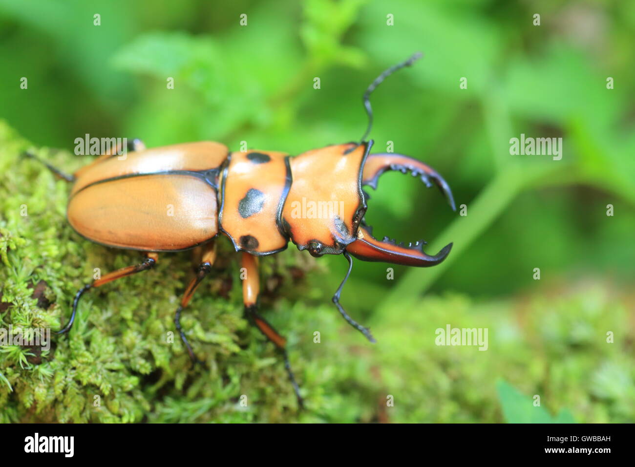 Escarabajo ciervo africano en África central Foto de stock