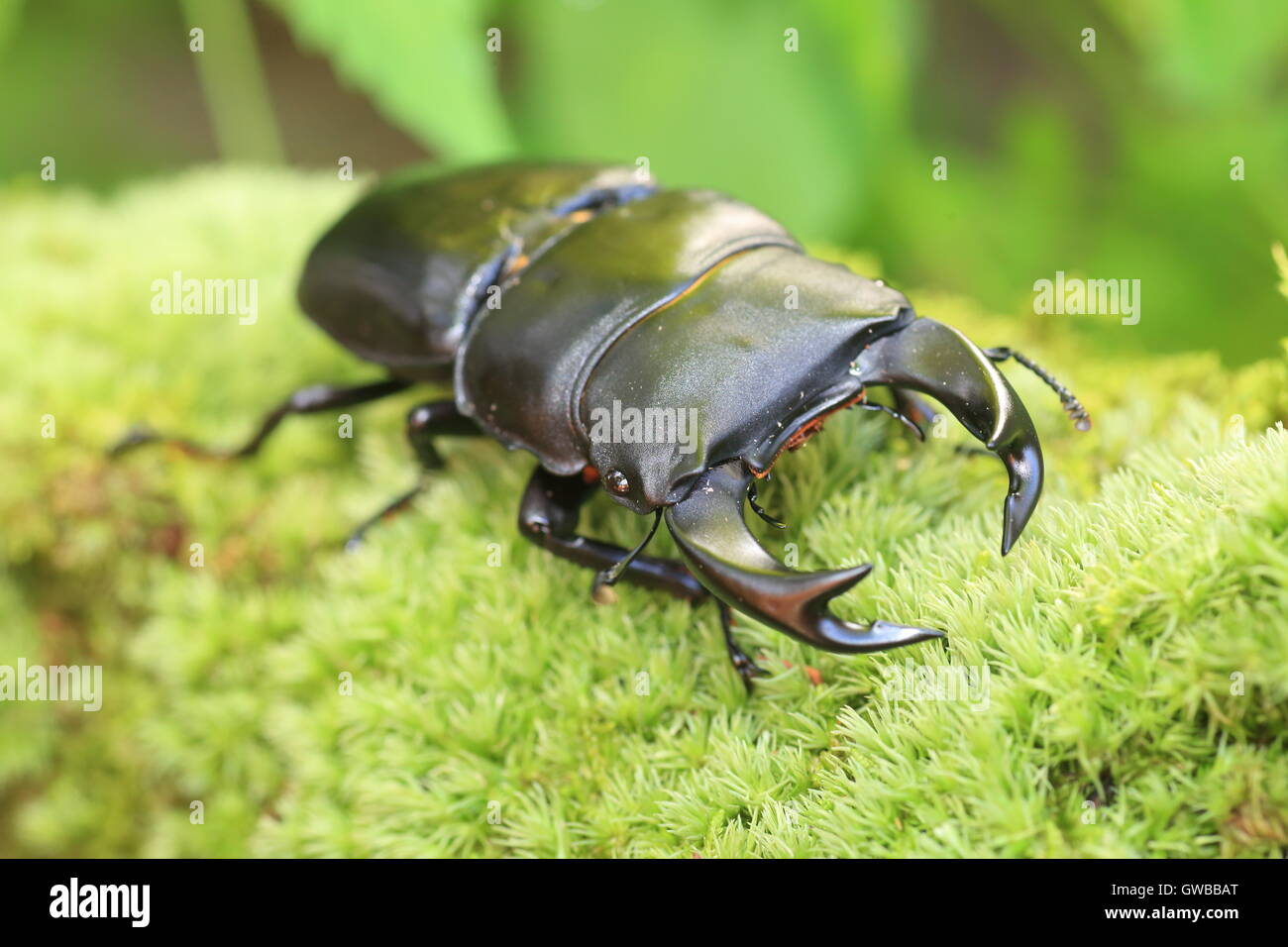 Gran japonés stag beetle (Dorcus hopei hopei) en China Foto de stock