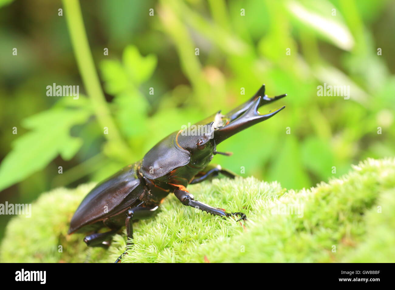 Gran japonés stag beetle (Dorcus hopei hopei) en China Foto de stock