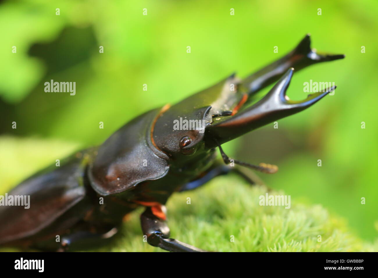 Gran japonés stag beetle (Dorcus hopei hopei) en China Foto de stock