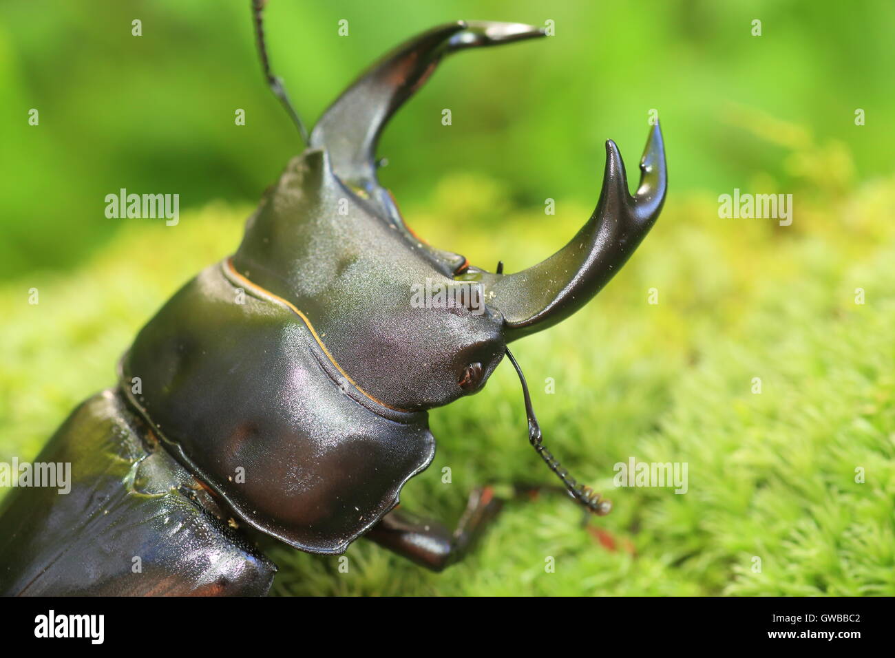 Gran japonés stag beetle (Dorcus hopei hopei) en China Foto de stock