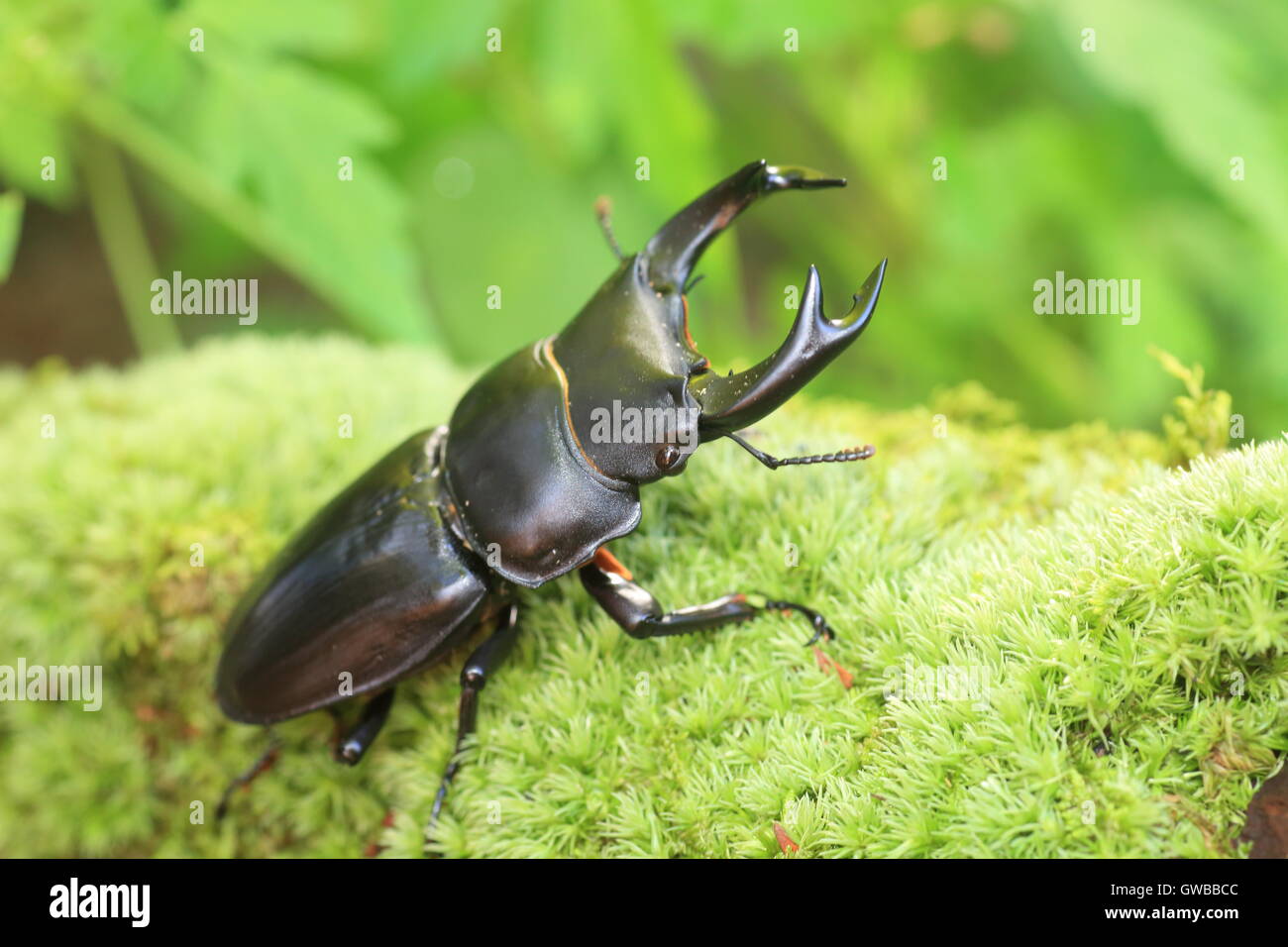 Gran japonés stag beetle (Dorcus hopei hopei) en China Foto de stock