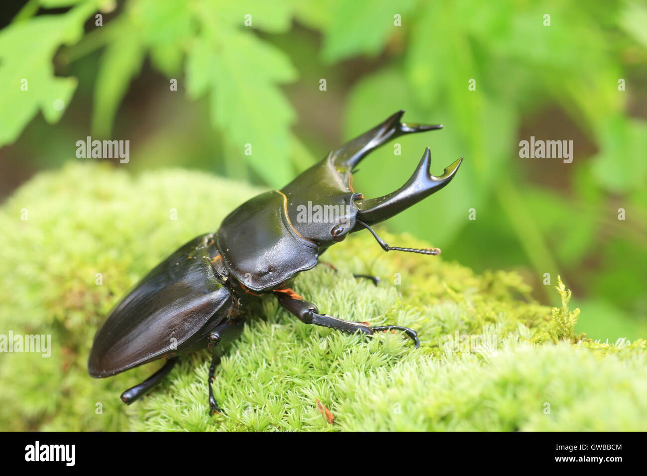 Gran japonés stag beetle (Dorcus hopei hopei) en China Foto de stock